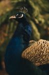 Beautiful Colourful Peacock Outdoors In The Daytime Stock Photo