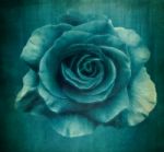 Blue Rose Stock Photo