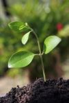 Green Plant Stock Photo