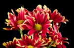 Red Chrysanthemum Flower Stock Photo