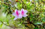 George Taber Azalea Stock Photo