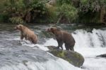 Bears In Katmai National Park, Alaska Stock Photo