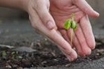 Tamarind Sprout In Human Hands Stock Photo