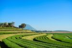 Landscape Of Tea Plantation Blue Sky Background Stock Photo