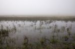 Vast Land With Rain Ponds Stock Photo