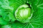 Fresh Green Cabbage Stock Photo