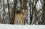 Gray Wolf Stock Photo