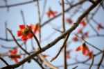 Bombax Ceiba Tree Stock Photo