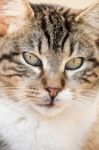 Domestic Cat Stock Photo