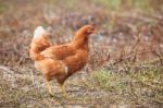 Brown Hen Chicken Standing In Field Use For Farm Animals, Livest Stock Photo