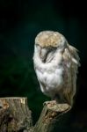 Barn Owl (tyto Alba) Stock Photo