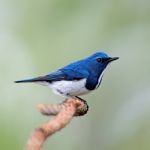 Male Ultramarine Flycatcher Stock Photo