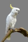 Sulphur-crested Cockatoo Stock Photo