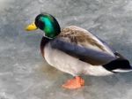 Beautiful Image Of A Mallard Walking On Ice Stock Photo