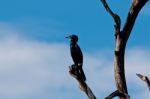 Cormorant Stock Photo