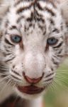 Baby White Tiger  Stock Photo