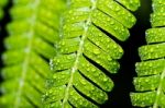 Water Drops On Green Leaves Stock Photo