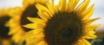 Sunflowers In A Field In The Afternoon Stock Photo