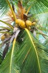 Coconut Tree Stock Photo