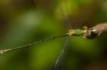 Southern Emerald Damselfly (lestes Barbarus) Insect Stock Photo