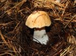 Collection And Preparation Of Autumn Edible Mushrooms Stock Photo