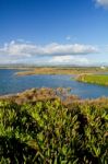 Beautiful Marshlands Stock Photo