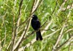 Beautiful Picture With A Blackbird Sitting Stock Photo