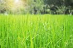 Rice Leaves With Sunshine Stock Photo