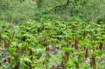 Gunnera Stock Photo