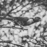 Rainbow Lorikeet Stock Photo