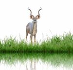 Kudu Stock Photo