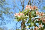 Rhododendron Stock Photo