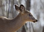 Beautiful Isolated Image With A Wild Deer In The Forest Stock Photo