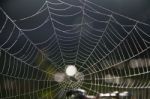 Spider Web On The Morning Stock Photo