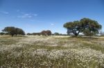 Spring Landscape In Alentejo Stock Photo