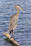 Picture With A Great Blue Heron Cleaning Feathers Stock Photo