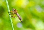 Robber Fly - Family Asilidae Stock Photo