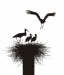 Storks Family In Nest Stock Photo