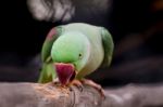 Alexandrine Parakeet Close Up Stock Photo