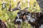 Brown Goat In A Pasture Stock Photo