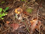 Collection And Preparation Of Autumn Edible Mushrooms Stock Photo