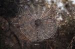 Intricate Spider Web Stock Photo