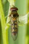 Hoverfly Insect Stock Photo