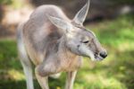 Kangaroo Outside Stock Photo