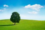 Single Tree,tree In Field And Blue Sky.olympic Park In Korea Stock Photo