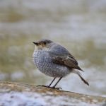 Female Plumbeous Redstart Stock Photo