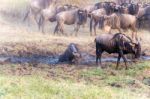 Blue Wildebeest In Tanzania Stock Photo