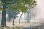 First Snow In Autumn. Snowfall In Park Stock Photo