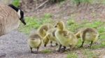 Postcard With A Family Of Canada Geese Staying Stock Photo