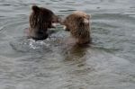 Bears In Katmai National Park, Alaska Stock Photo